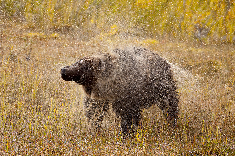 Bear Photograph - Shaking Dry by Tim Grams