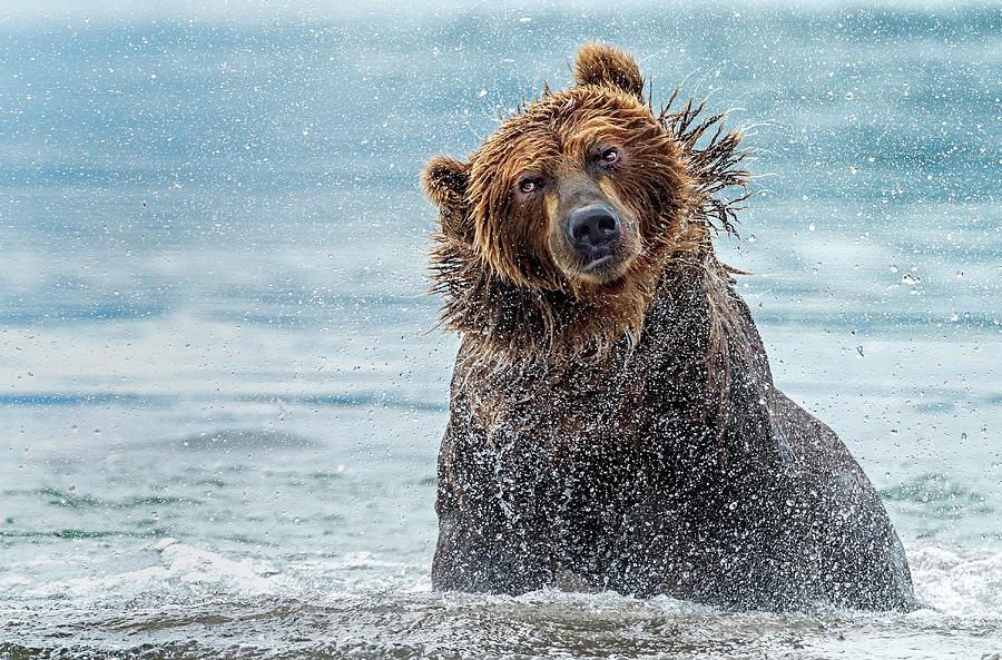 Brown Bear Photograph - Shaking - Kamchatka, Russia by Giuseppe D\\\amico