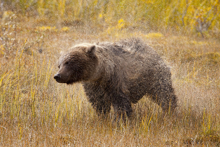 Bear Photograph - Shaking off the Water by Tim Grams