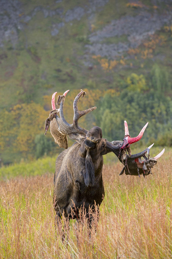 Anchorage Photograph - Shaking the Velvet Five by Tim Grams