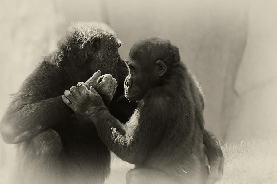 Ape Photograph - Shall We Dance by Camille Lopez