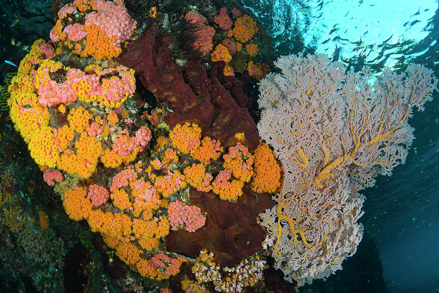 Shallow Reef Photograph by Scubazoo/science Photo Library