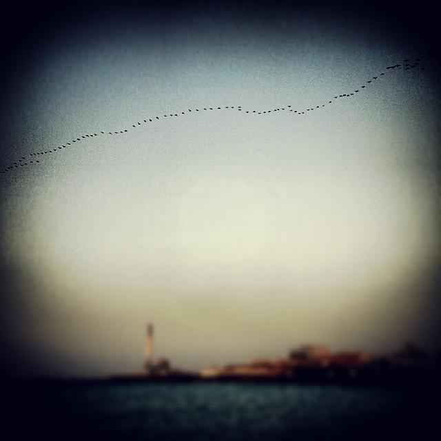 Shalom Goose Over Tel Aviv Harbour Photograph by Kallos Bea
