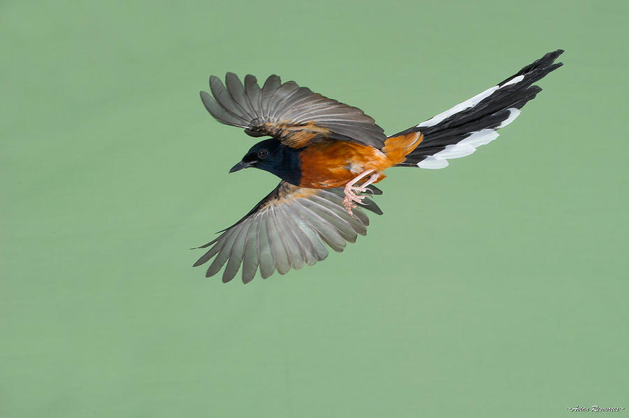 Shama Thrush in Flight Photograph by Avian Resources