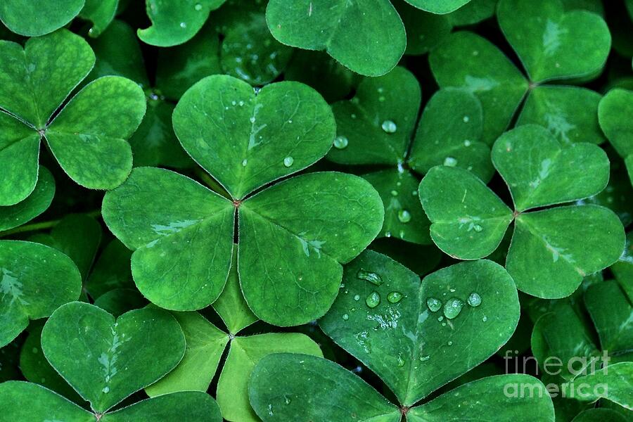 St Patricks Day Photograph - Shamrock Green by Patricia Strand
