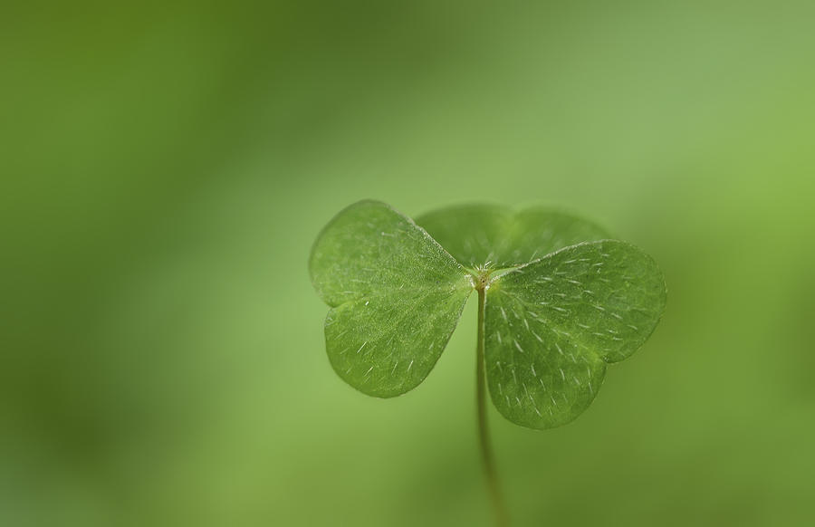 Nature Photograph - Shamrock by Perry Wunderlich