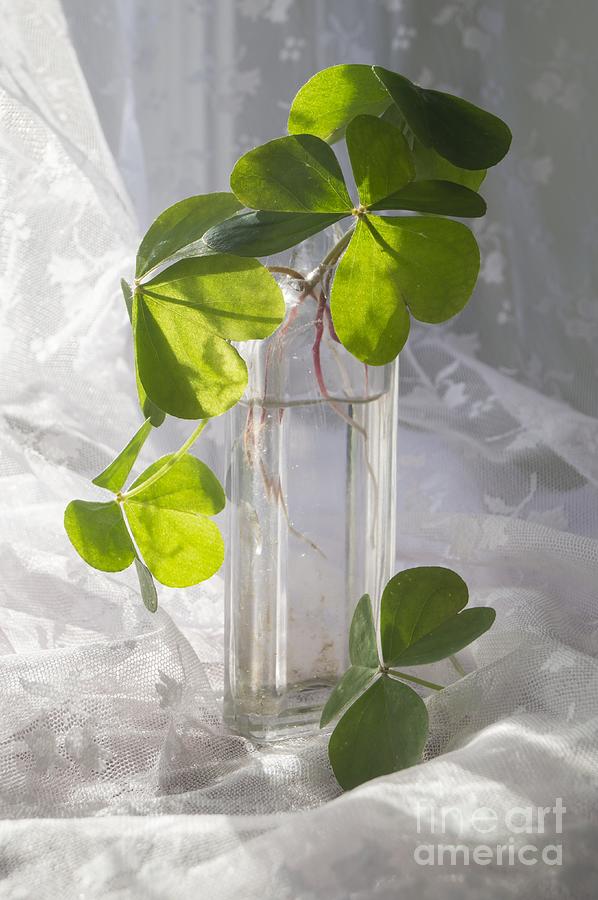 Shamrocks in a Vintage Bottle Photograph by MM Anderson