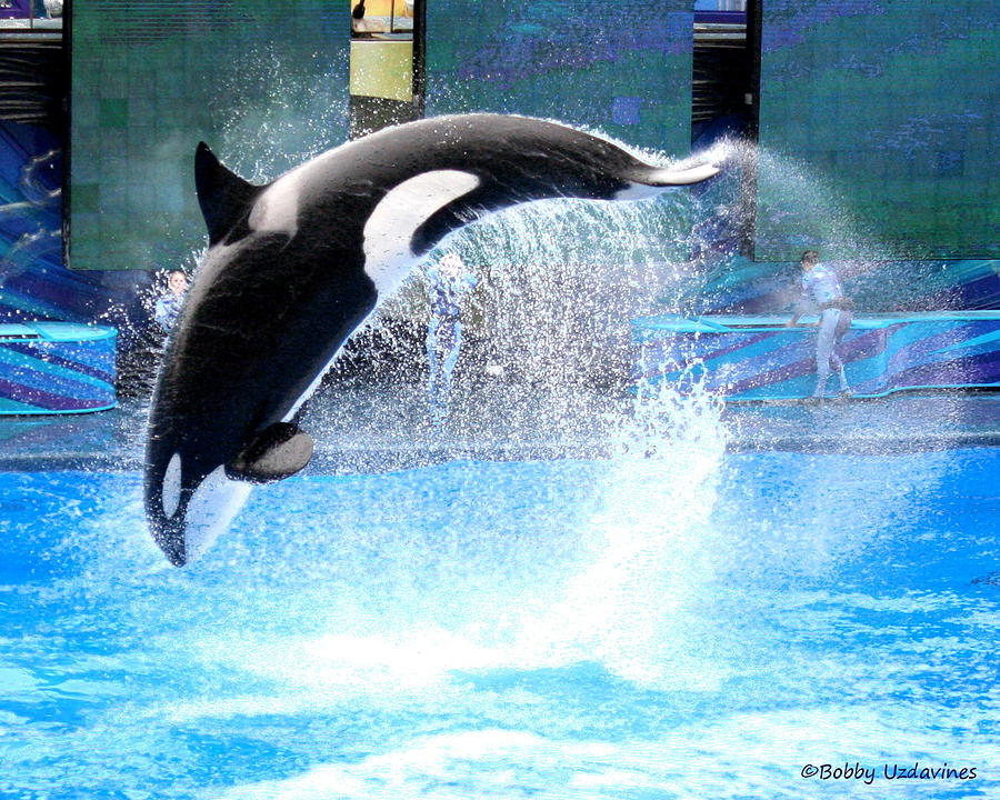 shamu pool float