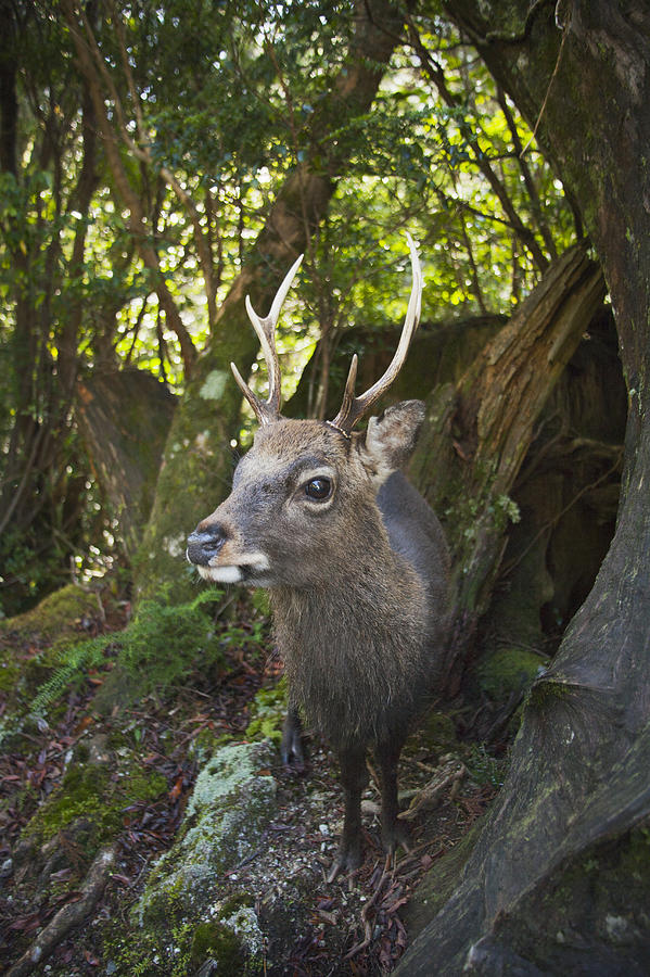 Shansi Sika Buck Kirishima-yaku Np Photograph by Kevin Schafer - Pixels