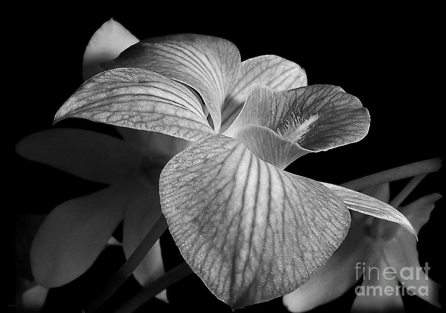 Shape of an Orchid Photograph by Deborah Smith
