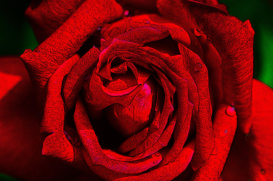Shape of rose Photograph by Dragan Kudjerski