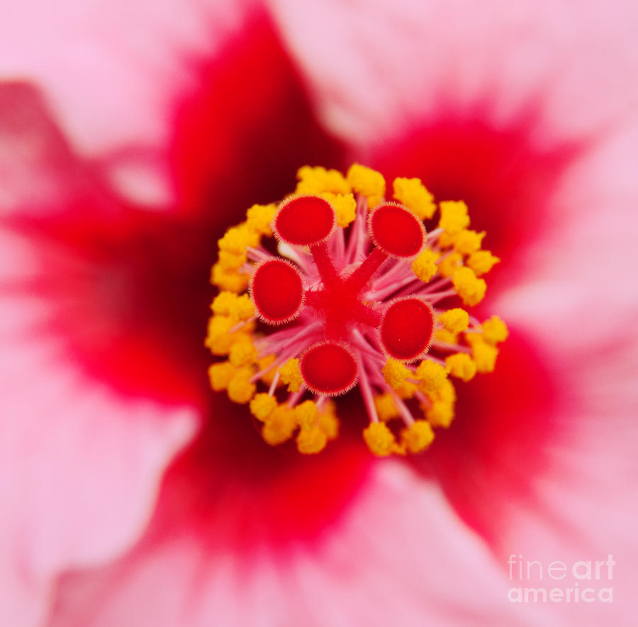 Shapes in Pink and Yellow Photograph by Sari ONeal