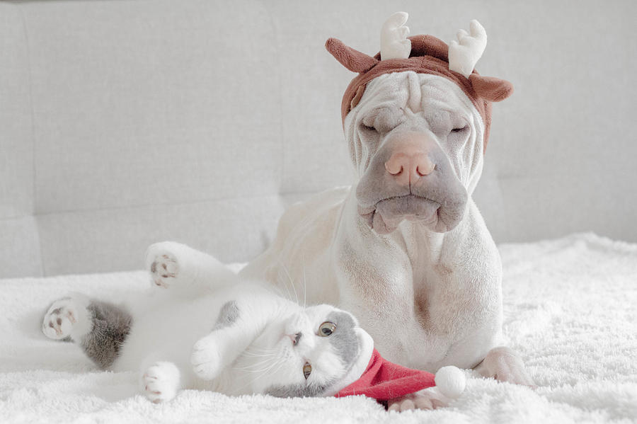 Shar pei dog dressed in antlers and british shorthair cat dressed in santa hat Photograph by Anniepaddington