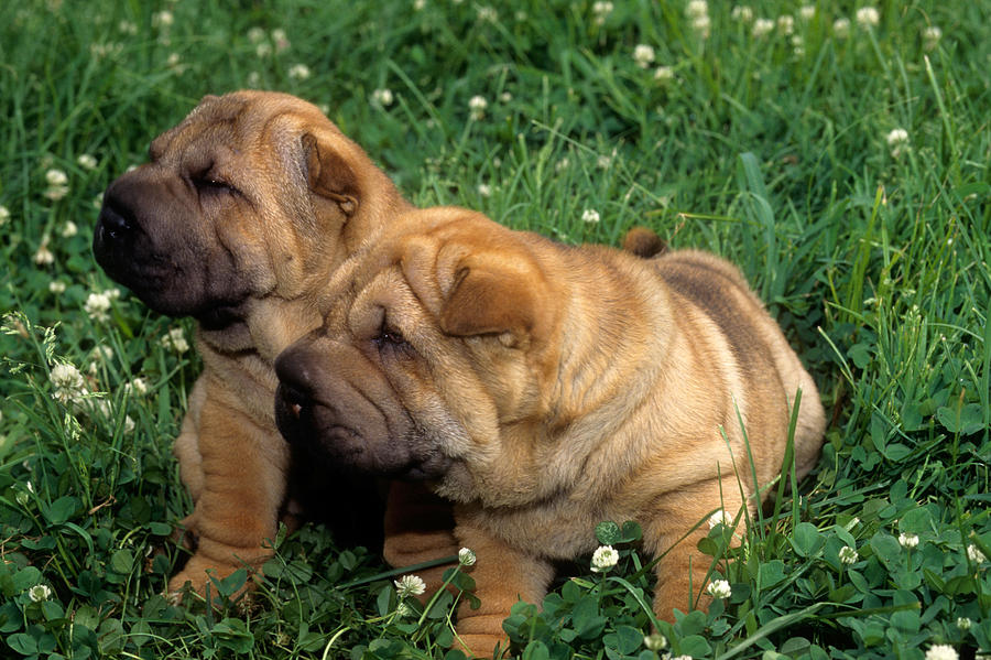 Animal Photograph - Shar Pei Pups by Jeanne White