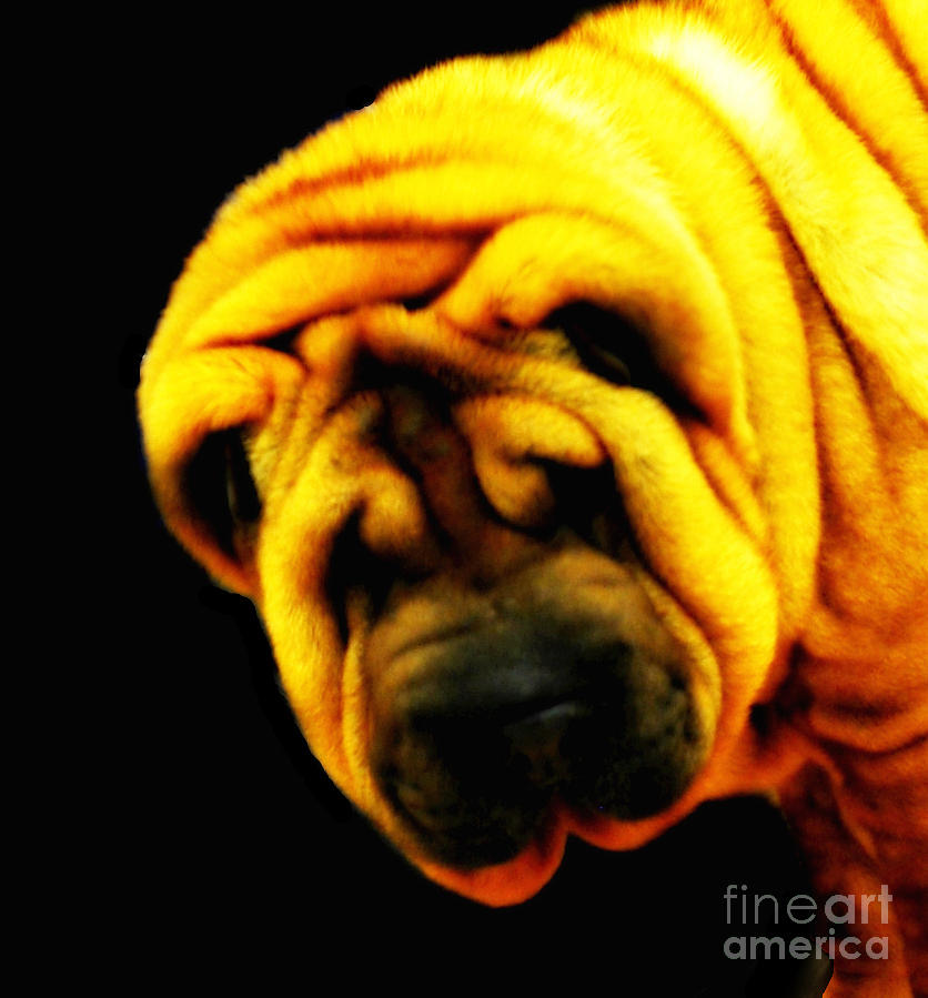 Shar Pei wrinkles Photograph by Mindy Bench