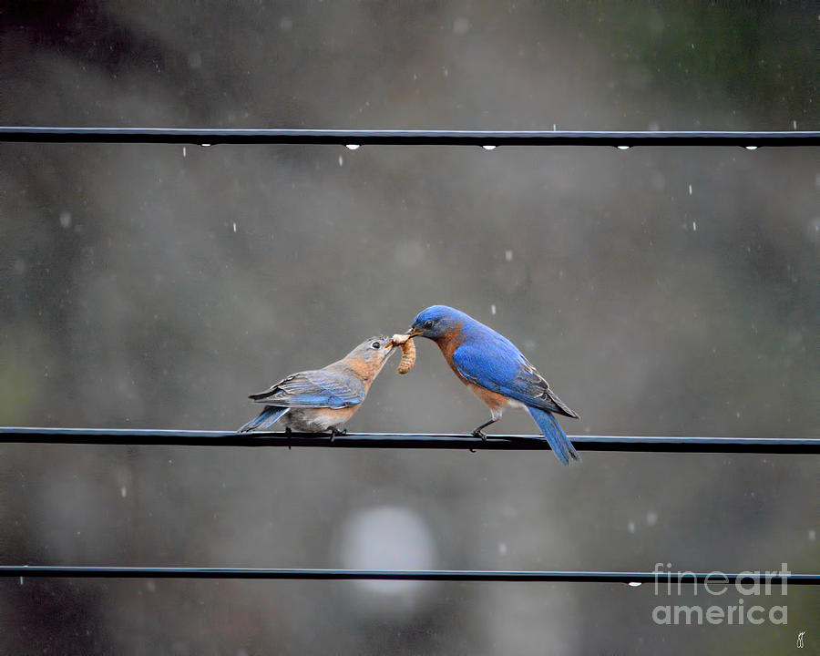 Sharing a Meal - Bluebirds Photograph by Jai Johnson