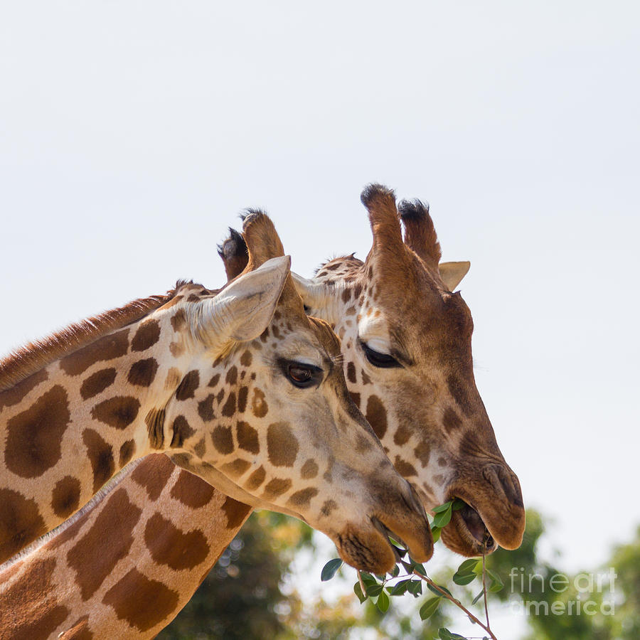 Sharing Giraffes #2 Photograph by Carole Lloyd