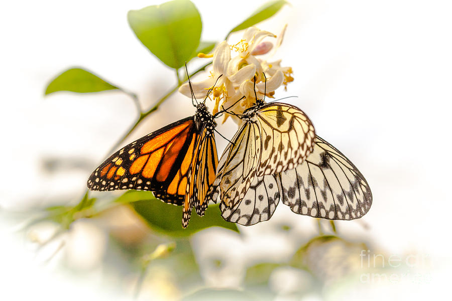 Butterfly Photograph - Sharing by Gene Healy