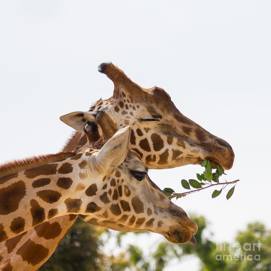 Sharing Giraffes Photograph by Carole Lloyd