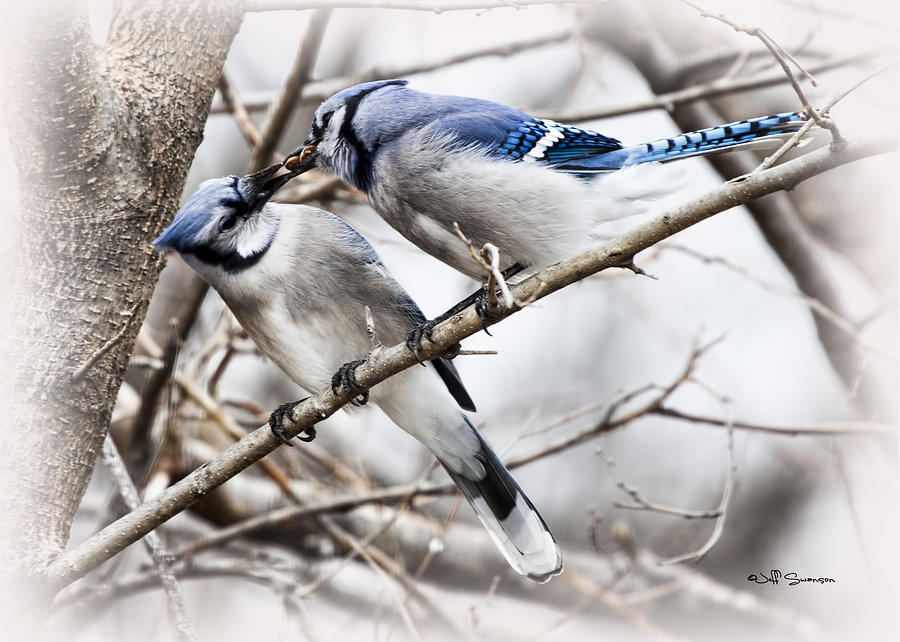 Blue Jay Photograph - Sharing by Jeff Swanson
