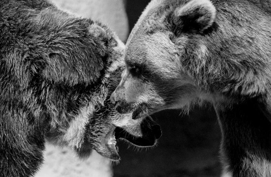 Bear Photograph - Sharing Secrets by Mary Elizabeth White