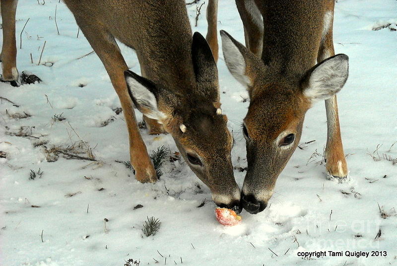 Sharing The Snowy Apple Photograph by Tami Quigley