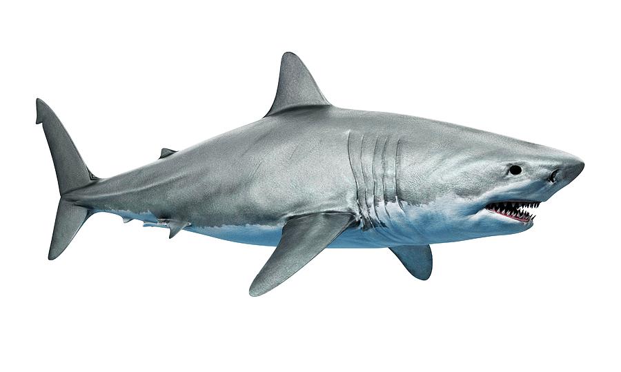 Shark Against White Background Photograph by Sciepro/science Photo ...