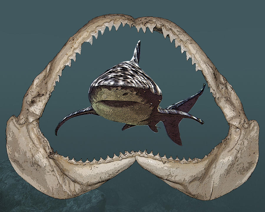 Shark Digital Art by Angel Jesus De la Fuente
