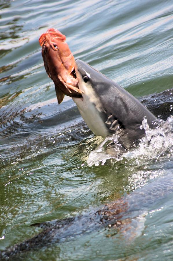 Shark Attack by David Rich Shark Attack by David Rich