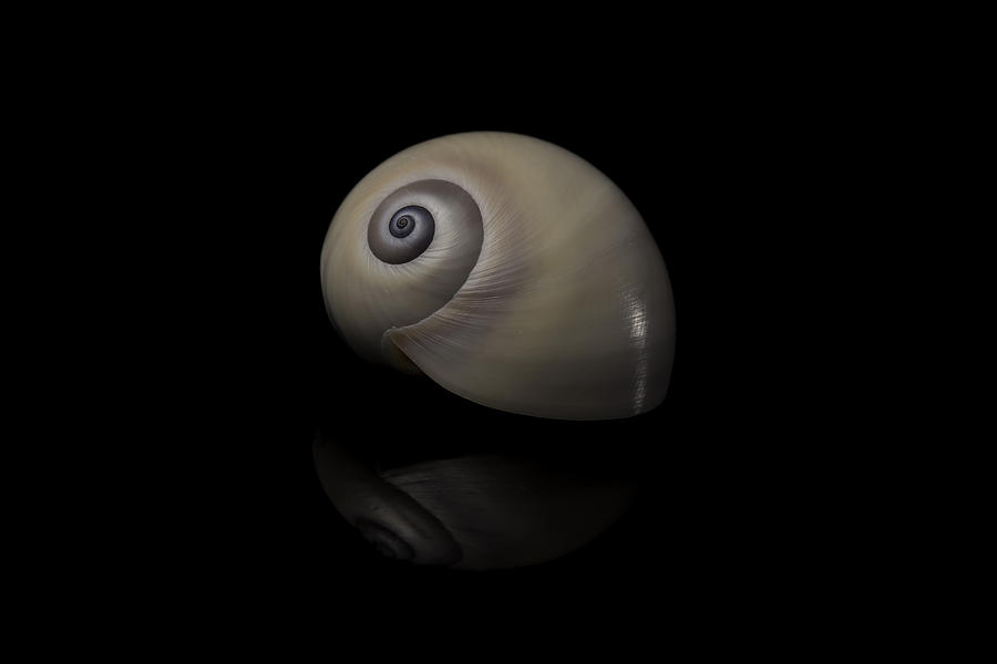 snail eyes