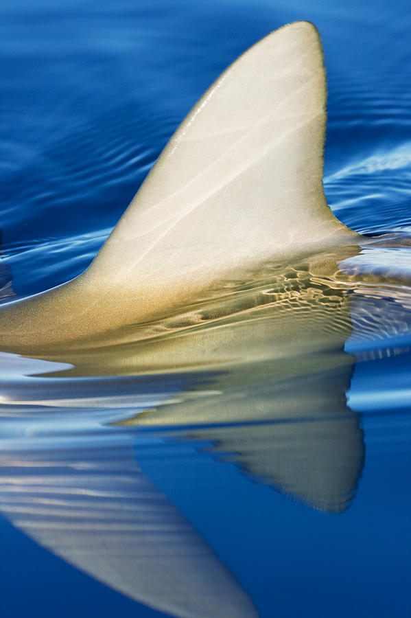 Shark Fin and Reflections Photograph by Dave Fleetham - Printscapes