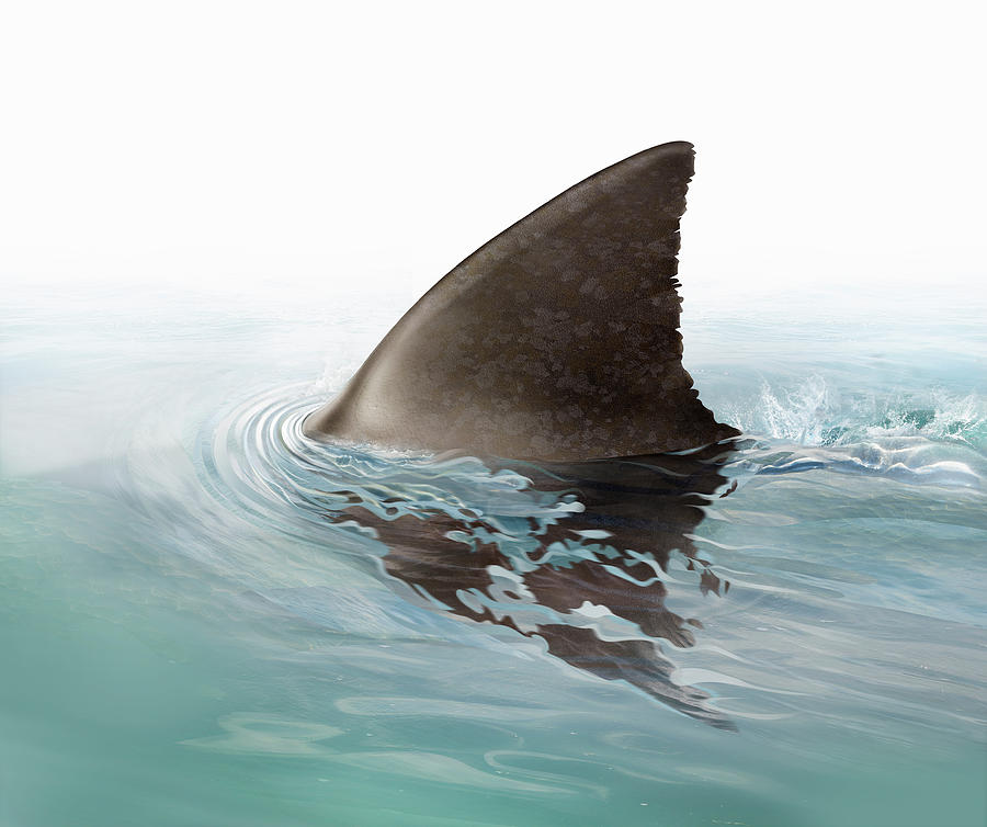 Shark Fin Swimming In Ocean Photograph by Ikon Ikon Images