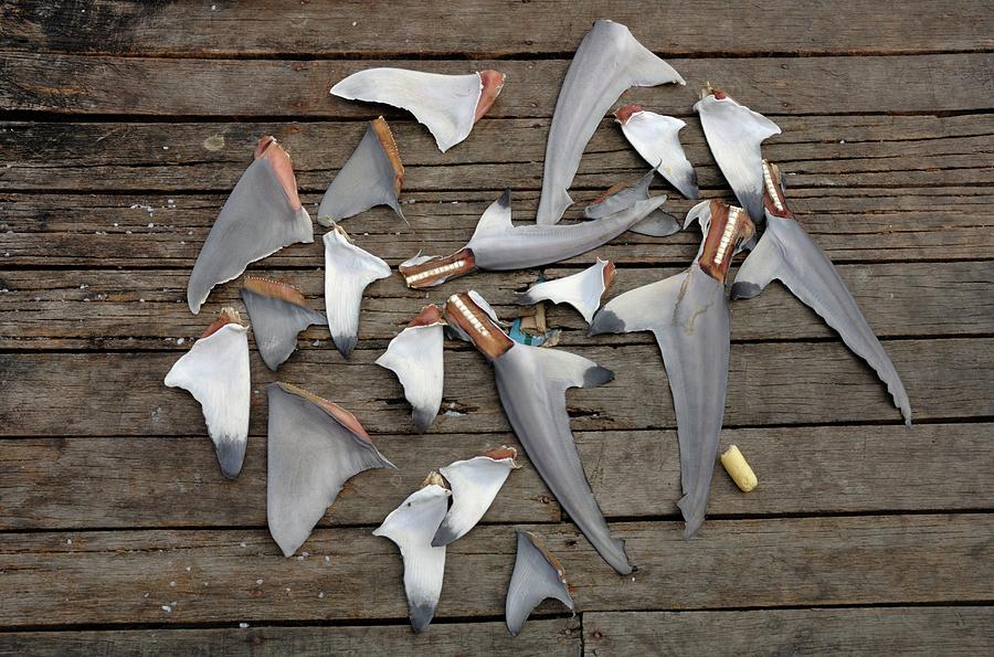 Nature Photograph - Shark Fins by Andy Davies/science Photo Library