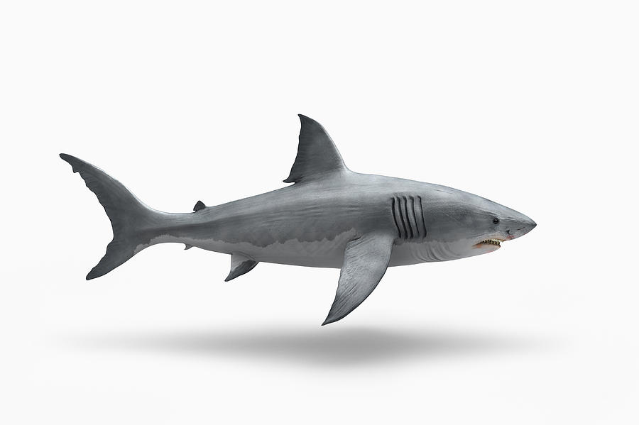 Shark floating on white background Photograph by Chris Clor