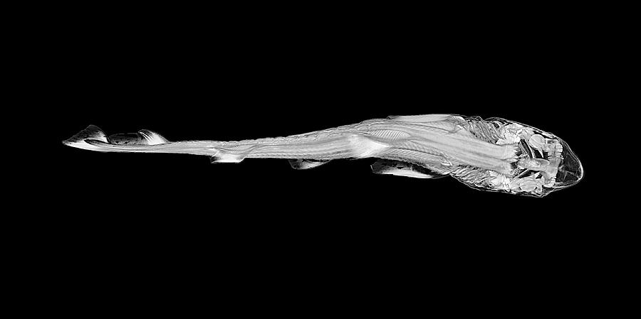 Shark Foetus Photograph by Rebecca Summerfield/natural History Museum, London