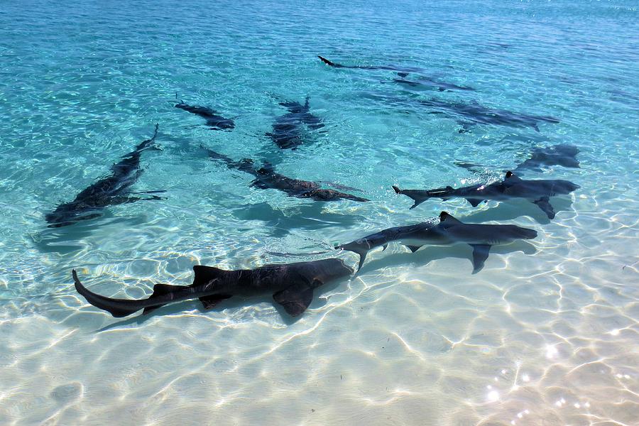 Shark Gathering Photograph by Jane Girardot