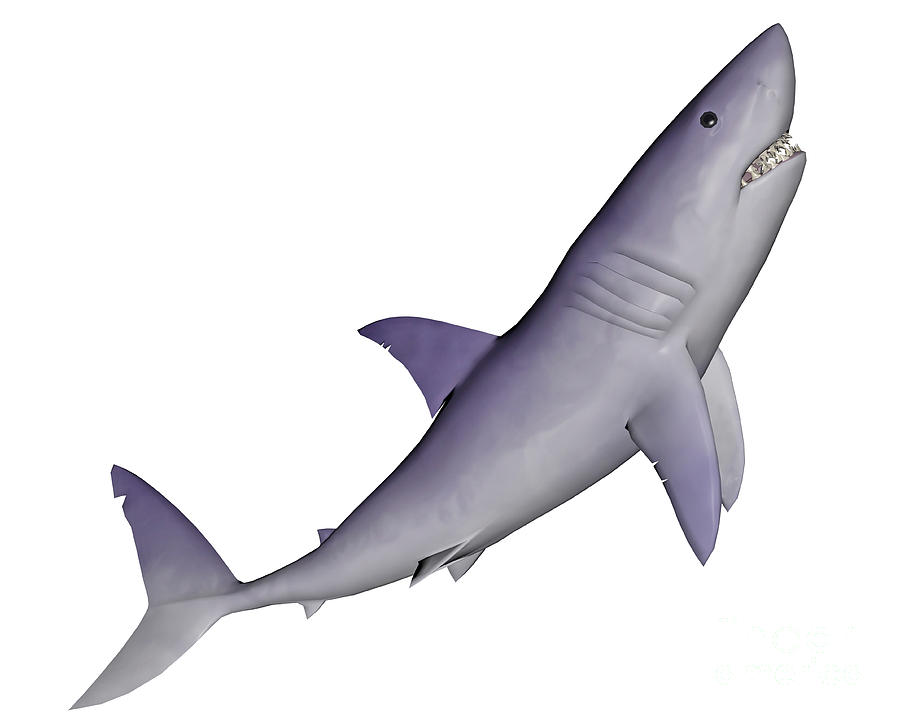 Shark Illustration, White Background Digital Art by Elena Duvernay ...