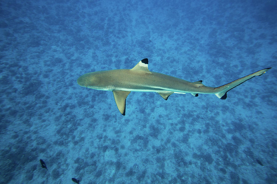 Shark In The Pacific Ocean, Tahiti Photograph by Animal Images | Fine ...