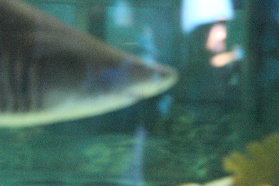 Baltimore Photograph - Shark - National Aquarium in Baltimore MD - 121210 by DC Photographer
