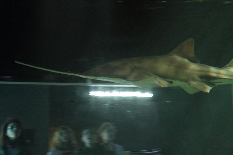 Baltimore Photograph - Shark - National Aquarium in Baltimore MD - 121212 by DC Photographer