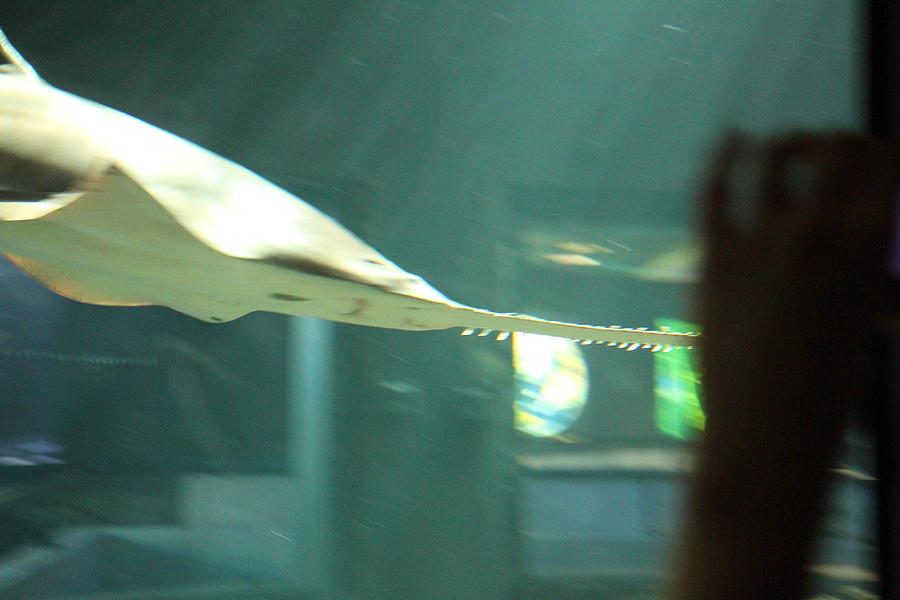 Baltimore Photograph - Shark - National Aquarium in Baltimore MD - 121216 by DC Photographer