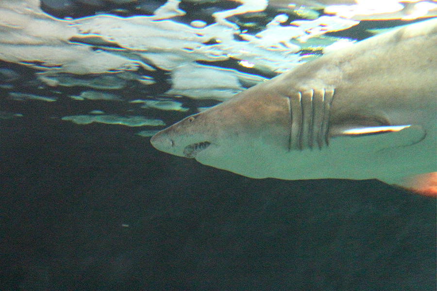 Baltimore Photograph - Shark - National Aquarium in Baltimore MD - 121218 by DC Photographer