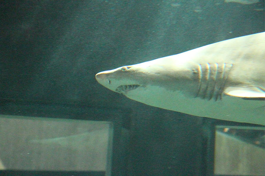 Baltimore Photograph - Shark - National Aquarium in Baltimore MD - 121219 by DC Photographer