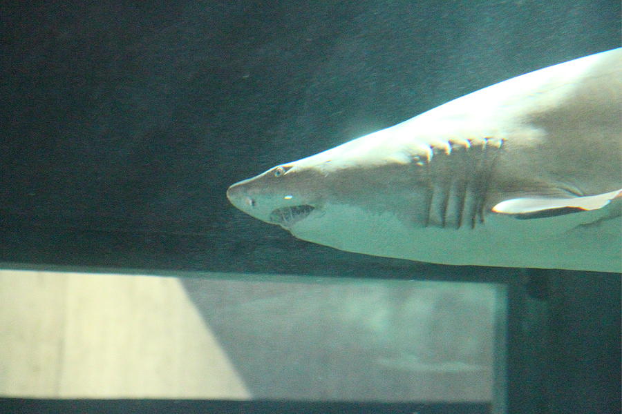 Shark - National Aquarium in Baltimore MD - 121220 Photograph by DC ...