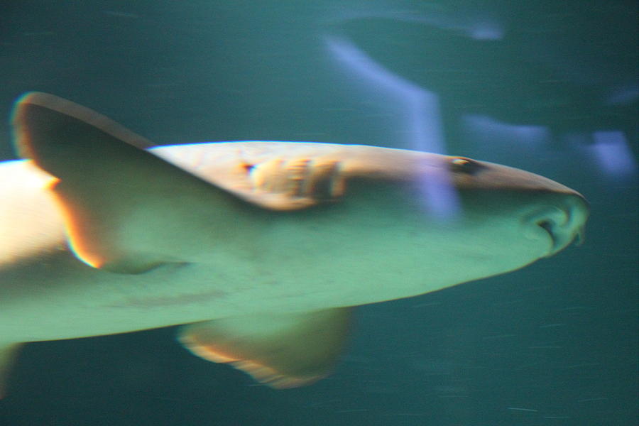 Baltimore Photograph - Shark - National Aquarium in Baltimore MD - 121224 by DC Photographer