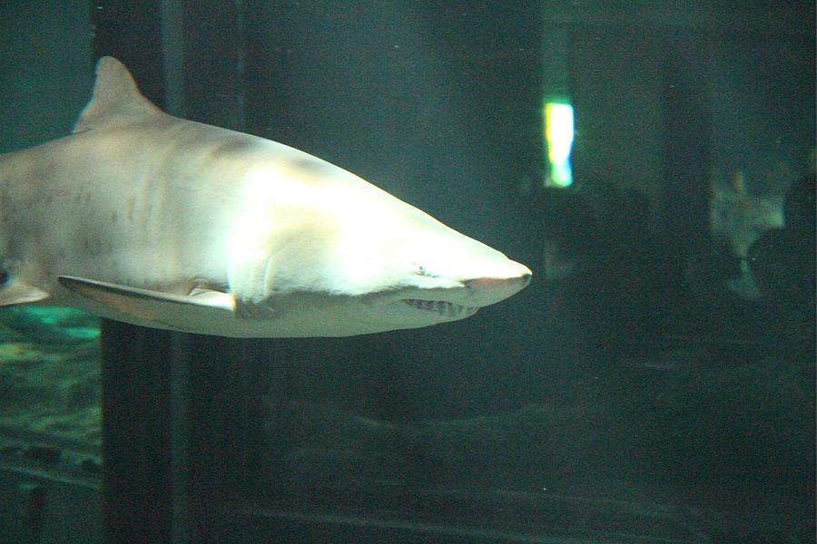 Baltimore Photograph - Shark - National Aquarium in Baltimore MD - 12124 by DC Photographer