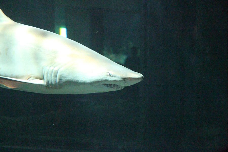 Baltimore Photograph - Shark - National Aquarium in Baltimore MD - 12125 by DC Photographer