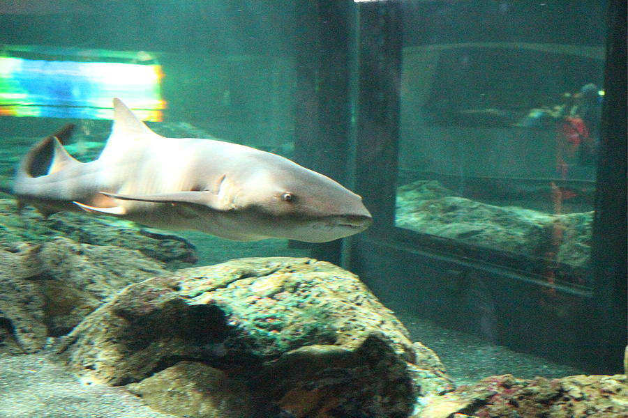 Baltimore Photograph - Shark - National Aquarium in Baltimore MD - 12128 by DC Photographer