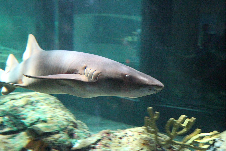  Shark  National Aquarium  In Baltimore Md 12129 