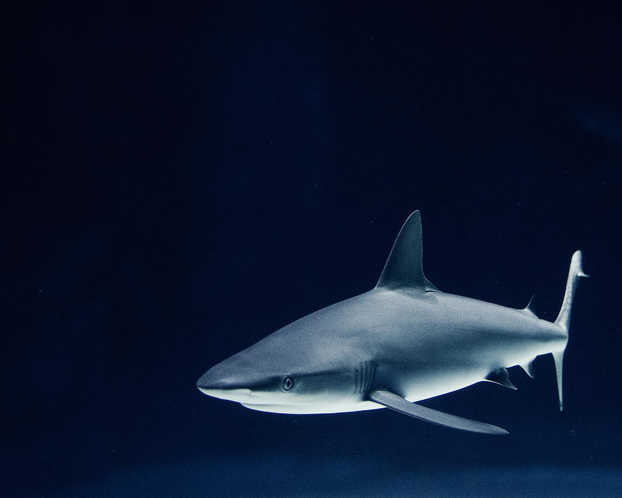 Shark of the Deep Blue Photograph by Irene Suchocki